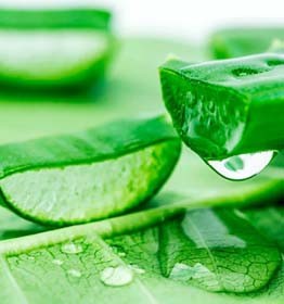 Organic Aloe Vera for Face (Anti-Aging)